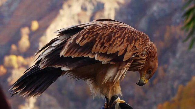 Golden eagle stands on a rocky surface, its feathers displaying rich brown and gold hues. The background features blurred autumn foliage and mountains.