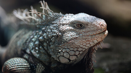 White iguana on the dark background