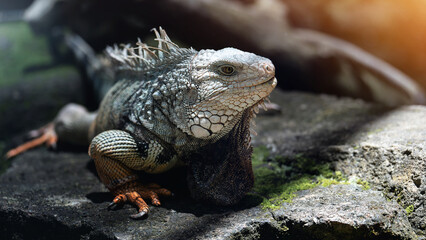 Iguana reptile lizard on the rock stone