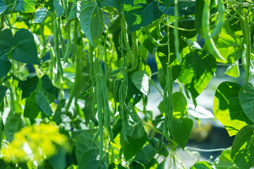 Obraz premium Cowpea Vigna unguiculata in the garden