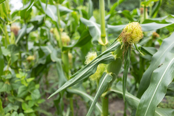 A field of corn is shown in full bloom. The corn is tall and green, and the field is covered in a thick layer of leaves.