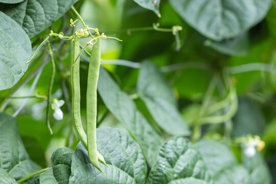 Cowpea. field peas black eyed peas. Long green beans. legumes plant farming harvesting agriculture bean in the garden