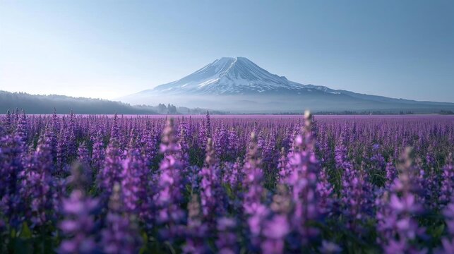 a wide expanse of purple flowers with a beautiful mountain background and cool breeze