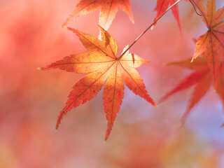 晩秋の陽に赤いモミジ