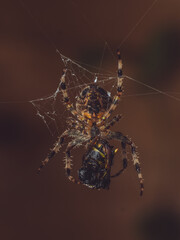 A garden spider eating it's wasp prey