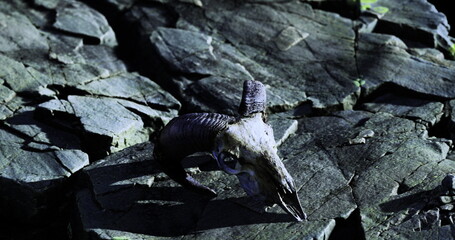 A large animal skull rests on rough, dark rocks in a natural setting. The sunlight casts shadows, highlighting the contours of the skull and surrounding stones, creating an eerie atmosphere.