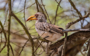 Gelbschnabeltokos - Yellow Billed Hornbill im Busch vom Krüger National Park - Kruger Nationalpark Südafrika