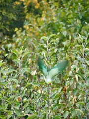 Bird in Flight