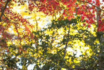 東京の秋を彩る紅葉と楓 / Red Maple Leaves in Autumn Tokyo, Japan
