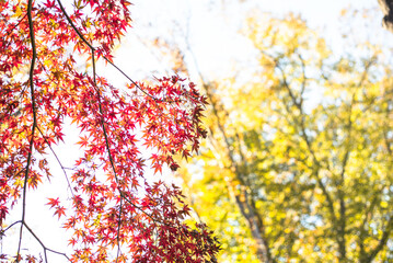 東京の秋を彩る紅葉と楓 / Red Maple Leaves in Autumn Tokyo, Japan