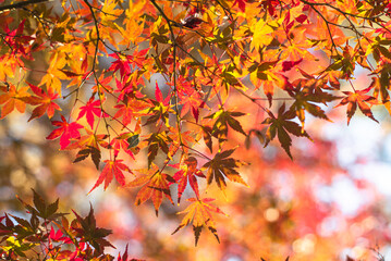 東京の秋を彩る紅葉と楓 / Red Maple Leaves in Autumn Tokyo, Japan