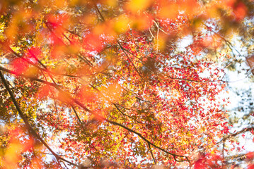 東京の秋を彩る紅葉と楓 / Red Maple Leaves in Autumn Tokyo, Japan