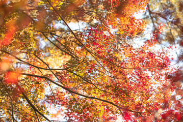 東京の秋を彩る紅葉と楓 / Red Maple Leaves in Autumn Tokyo, Japan