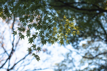 東京の秋を彩る紅葉と楓 / Red Maple Leaves in Autumn Tokyo, Japan
