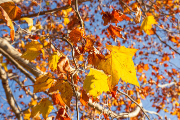 東京の秋を彩る紅葉と楓 / Red Maple Leaves in Autumn Tokyo, Japan