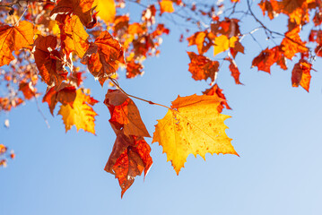 東京の秋を彩る紅葉と楓 / Red Maple Leaves in Autumn Tokyo, Japan