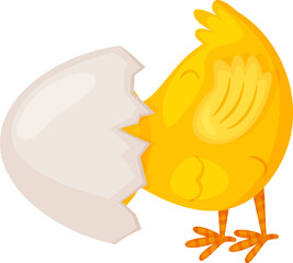 Yellow baby chick hatching from a broken eggshell