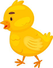 Yellow chick cartoon illustration walking a white background