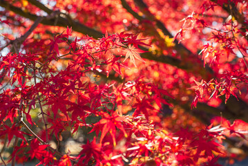 東京の秋を彩る紅葉と楓 / Red Maple Leaves in Autumn Tokyo, Japan