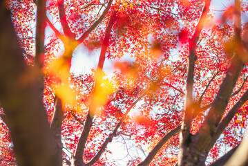 東京の秋を彩る紅葉と楓 / Red Maple Leaves in Autumn Tokyo, Japan
