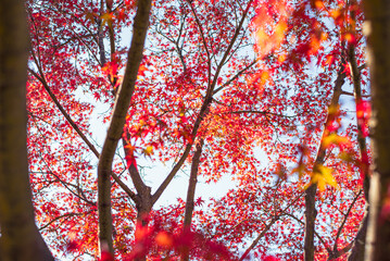 東京の秋を彩る紅葉と楓 / Red Maple Leaves in Autumn Tokyo, Japan