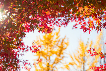 東京の秋を彩る紅葉と楓 / Red Maple Leaves in Autumn Tokyo, Japan