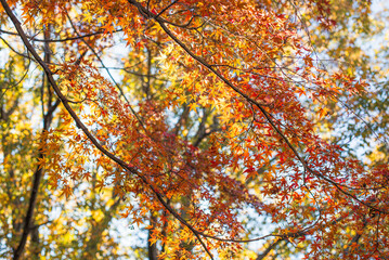 東京の秋を彩る紅葉と楓 / Red Maple Leaves in Autumn Tokyo, Japan