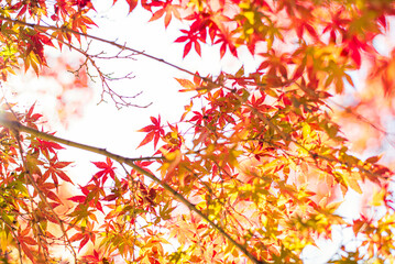 東京の秋を彩る紅葉と楓 / Red Maple Leaves in Autumn Tokyo, Japan