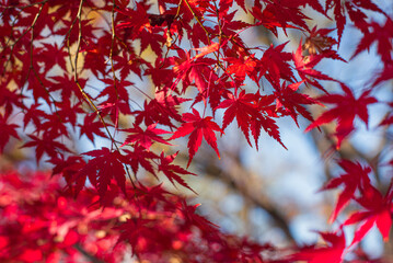 東京の秋を彩る紅葉と楓 / Red Maple Leaves in Autumn Tokyo, Japan