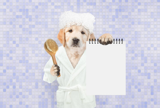 Cute Golden retriever puppy with soap foam on it head wearing bathrobe holding shower brush and showing blank notepad in it paws. Empty space for text