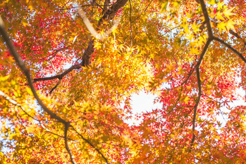 東京の秋を彩る紅葉と楓 / Red Maple Leaves in Autumn Tokyo, Japan