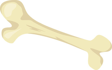 Human femur bone isolated white background medical concept