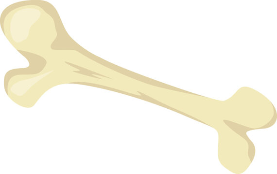 Human femur bone isolated white background medical concept
