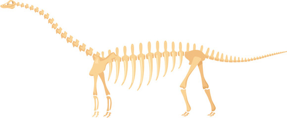 Brontosaurus skeleton showing ancient dinosaur bone structure © Frogella.stock