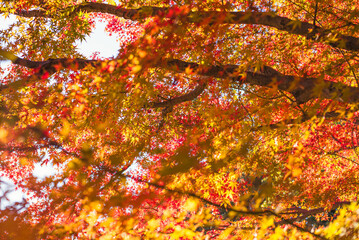 東京の秋を彩る紅葉と楓 / Red Maple Leaves in Autumn Tokyo, Japan