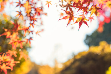 東京の秋を彩る紅葉と楓 / Red Maple Leaves in Autumn Tokyo, Japan
