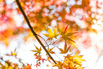 東京の秋を彩る紅葉と楓 / Red Maple Leaves in Autumn Tokyo, Japan