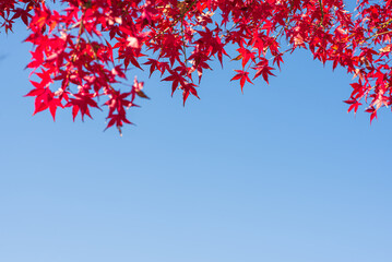 東京の秋を彩る紅葉と楓 / Red Maple Leaves in Autumn Tokyo, Japan