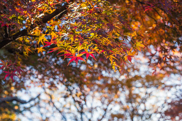 東京の秋を彩る紅葉と楓 / Red Maple Leaves in Autumn Tokyo, Japan