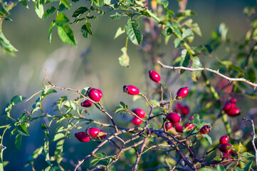Czerwone owoce dzikiej r&oacute;ży na rozmytym tle.	

