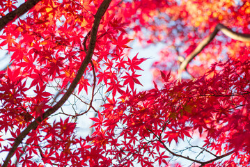 東京の秋を彩る紅葉と楓 / Red Maple Leaves in Autumn Tokyo, Japan