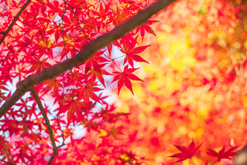 東京の秋を彩る紅葉と楓 / Red Maple Leaves in Autumn Tokyo, Japan