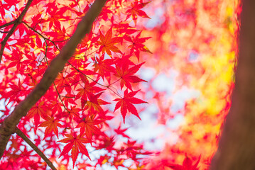 東京の秋を彩る紅葉と楓 / Red Maple Leaves in Autumn Tokyo, Japan