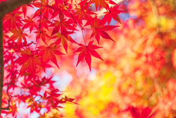 東京の秋を彩る紅葉と楓 / Red Maple Leaves in Autumn Tokyo, Japan