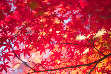 東京の秋を彩る紅葉と楓 / Red Maple Leaves in Autumn Tokyo, Japan