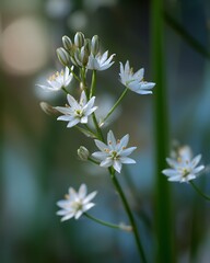 Elegant White Flowers with Green Buds