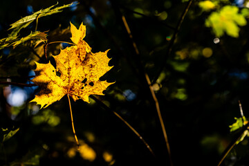 Golden autumn maple leaf glowing in sunlight. A bright yellow maple leaf illuminated by warm sunlight, standing out sharply against a dark forest background.