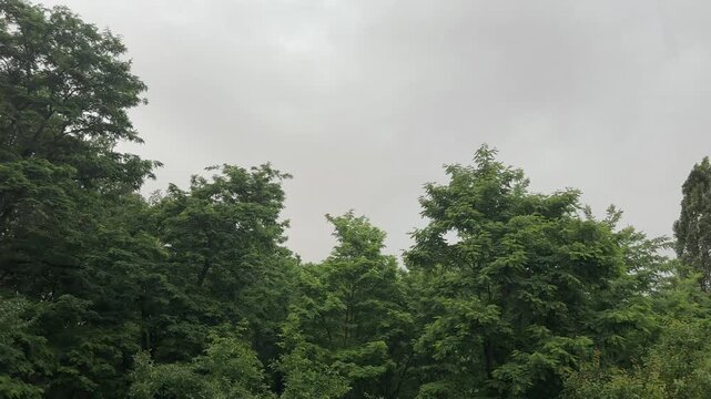 Tops of deciduous trees against the cloudy sky during a rain