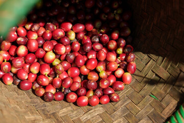 offee beans borne on trees in farms and gardens, raw coffee beans in the growing season and drops of water in the morning.	