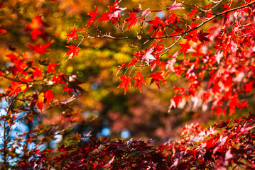 東京の秋を彩る紅葉と楓 / Red Maple Leaves in Autumn Tokyo, Japan